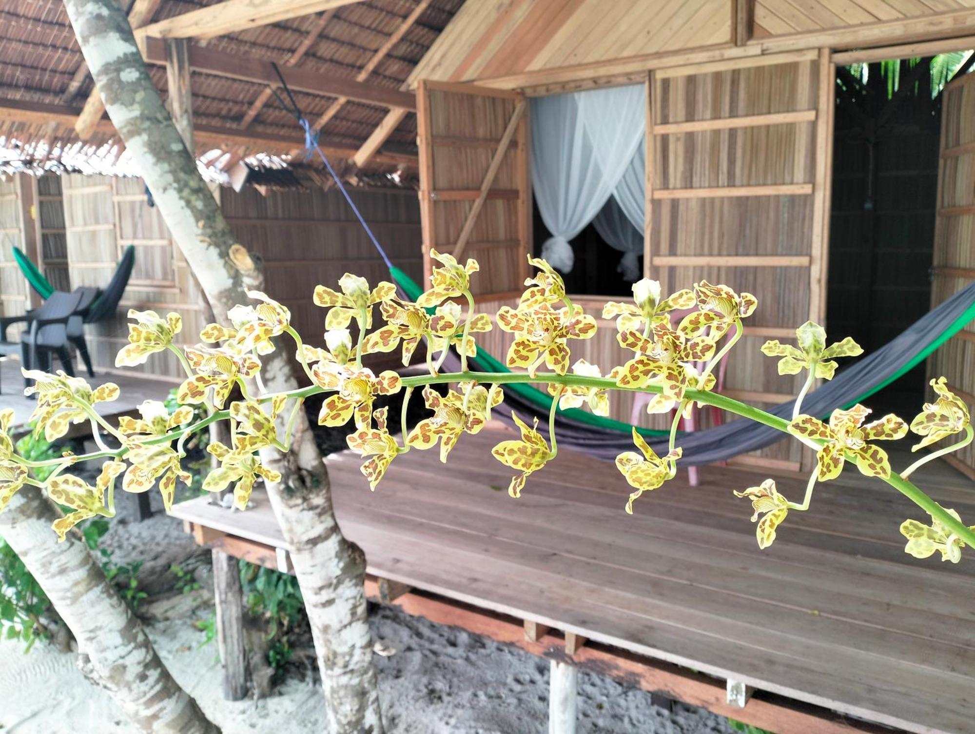 Mambetron Homestay Raja Ampat Pulau Mansuar Exterior photo